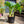Load image into Gallery viewer, XL Green Hostas (40cm)
