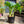 Load image into Gallery viewer, XL Green Hostas (40cm)
