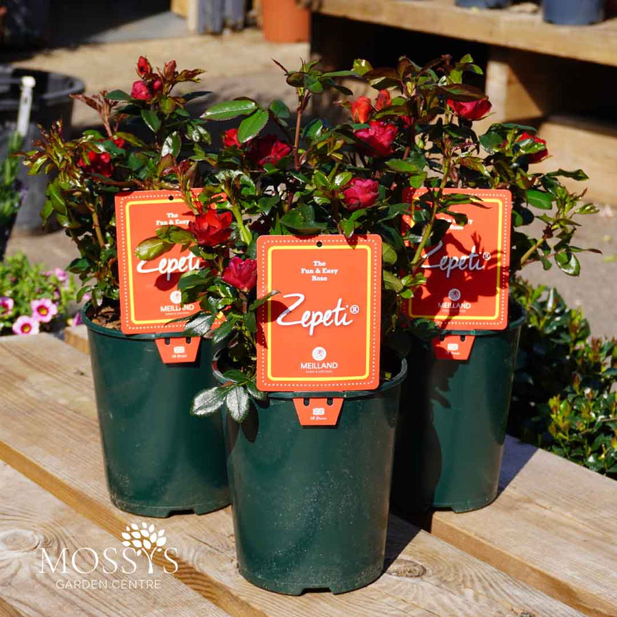 Zepeti Red Patio Roses (30cm)