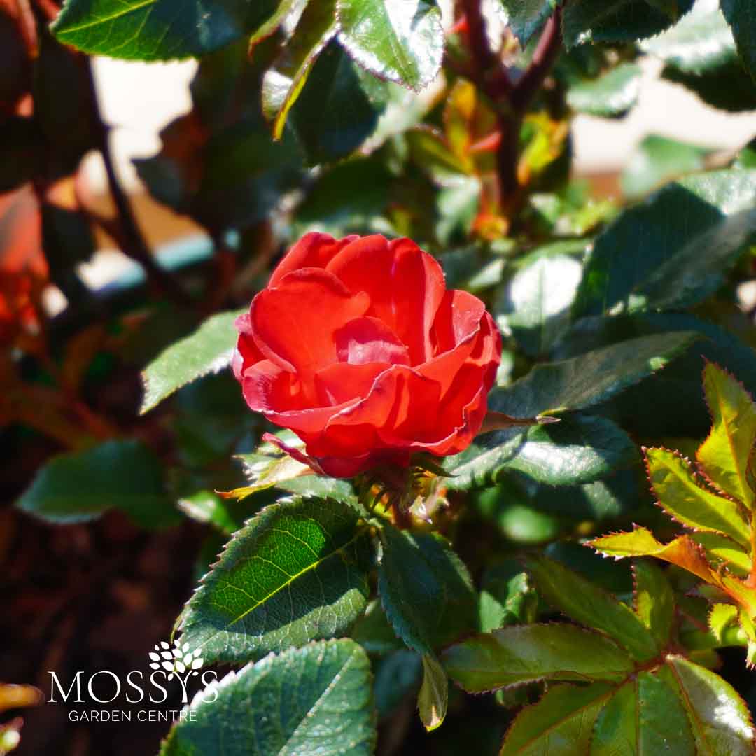 Zepeti Red Patio Roses (30cm) – Mossys Garden Centre