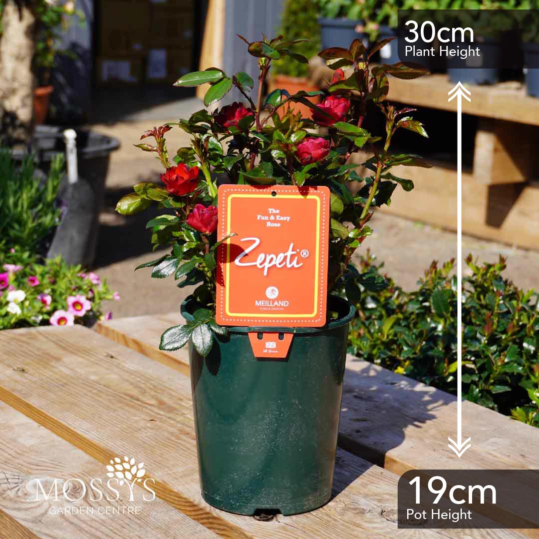 Zepeti Red Patio Roses (30cm) – Mossys Garden Centre