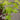 Japanese maple festival of colours 3.2l pot green
