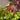 Japanese maple festival of colours 3.2l pot red