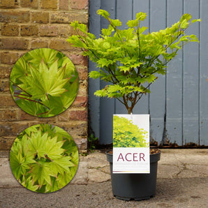 Japanese Maple Acer Shirasawanum 'Aureum' (50cm)