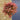 Acer Palmatum beni maiko head