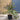 Japanese Maple 'Atropurpureum' Acer 7.5L (80-90cm Inc Pot)