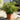 Azalea Japonica (1.5L/20cm)