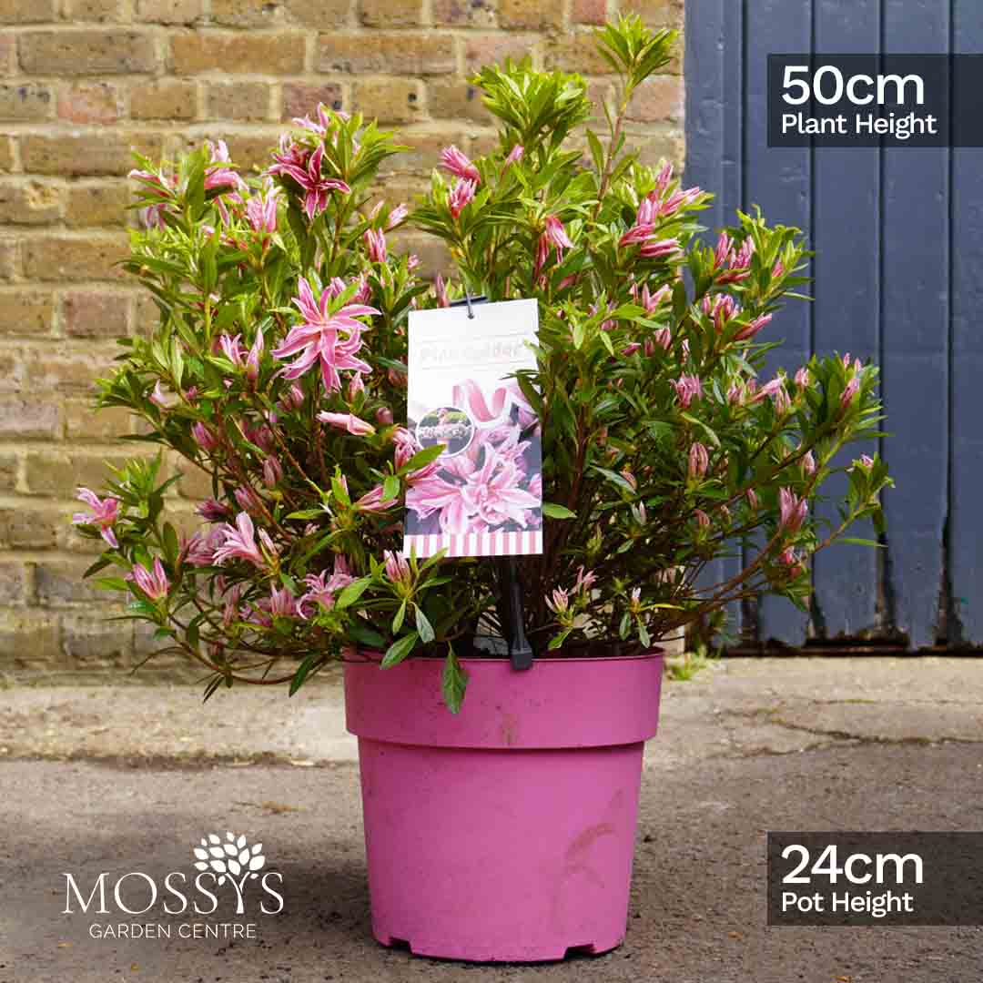azalea pink spider plant Rhododendron 'Pink Spider' (50cm) – Mossys Garden Centre