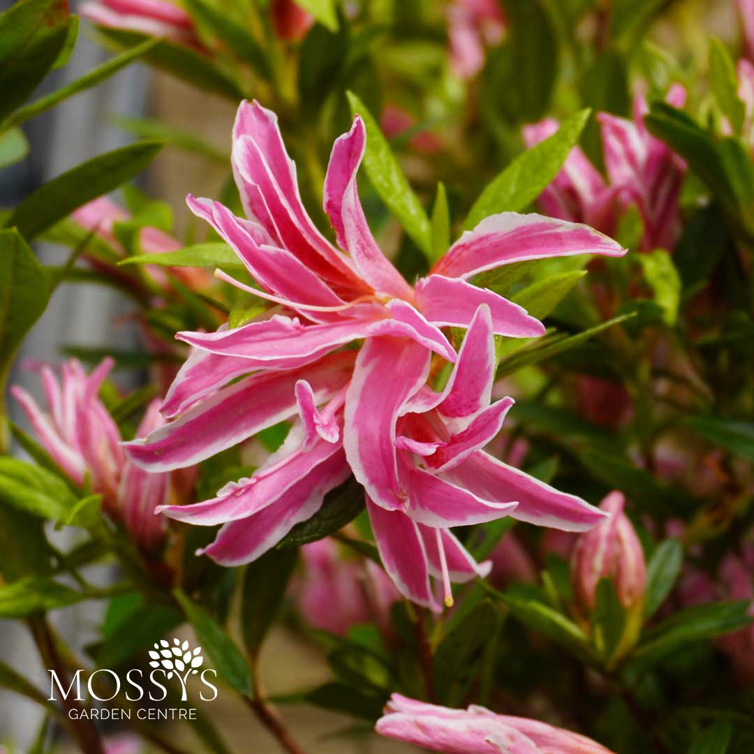 azalea pink spider plant Rhododendron 'Pink Spider' (50cm) – Mossys Garden Centre