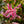 Load image into Gallery viewer, Rhododendron &#39;Pink Spider&#39; (50cm)
