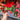 Single Begonias (20cm)