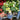Single Begonias (20cm)
