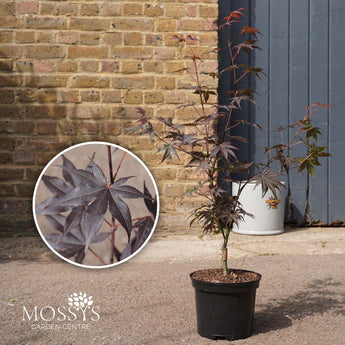 japanese maple bloodgood acer 3l