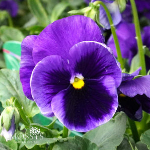 Blue Blotch Pansy | 6 Pack
