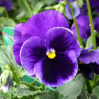 Blue Blotch Pansy | 6 Pack
