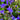 Upright Lobelia | 10 Pack blue