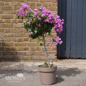 Standard Stemmed Purple Bougainvillea (90cm Inc Pot)
