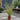 Carex Evergreen Grasses (8cm Pot)