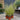 Carex Evergreen Grasses (8cm Pot)