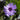 Catananche 1.5L (30cm)