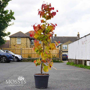 cercis eternal flame