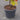 cercis eternal flame pot