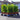 Cherry Laurel Hedging (60cm/2ft) | 13cm Pot