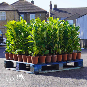 13cm Pot (60cm/1-2ft) | Cherry Laurel Hedging