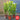 Cherry Laurel Hedging (60cm/2ft) | 13cm Pot