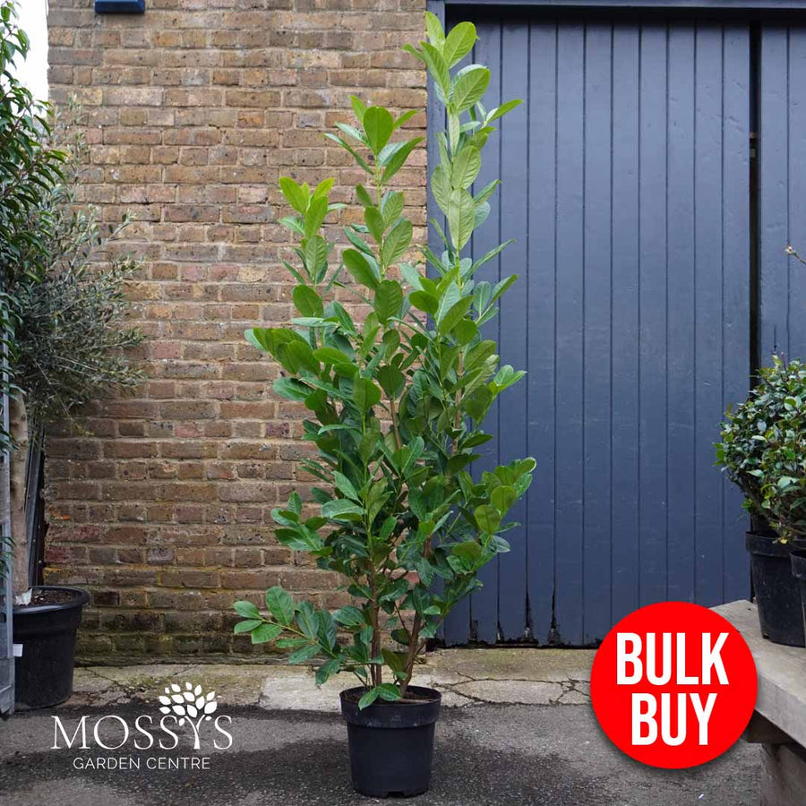 FREE Nationwide Delivery - Cherry Laurel Fast Growing Evergreen Hedging (160cm/5-6ft)