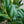 Load image into Gallery viewer, Cherry Laurel Fast Growing Evergreen Hedging (170cm)
