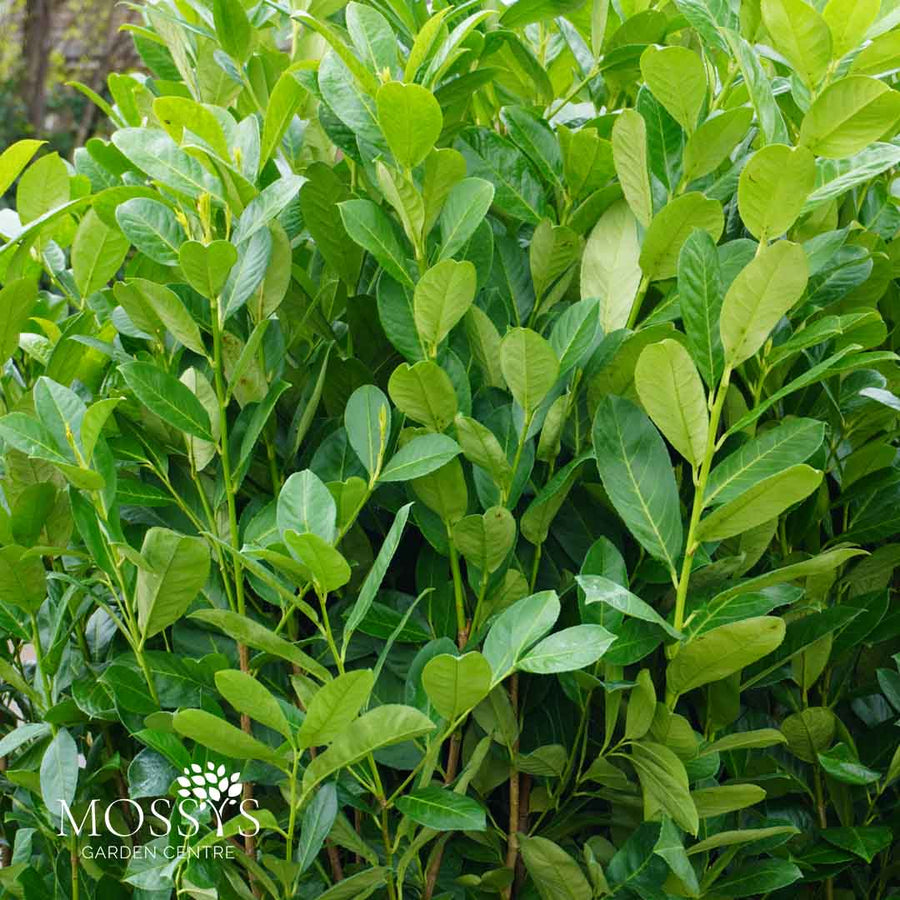 Cherry Laurel Fast Growing Evergreen Hedging (160cm/5-6ft)