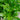 Choisya Trenata 'Mexican Orange Blossom' (1L/30cm)
