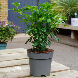 Choisya Trenata 'Mexican Orange Blossom' (1L/30cm)