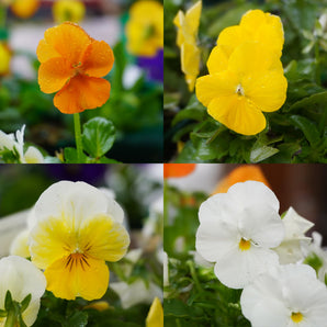 Citrus Mix Violas | White, Yellow & Orange (6 Pack)
