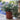 convolvulus bindweed 20cm size guide