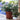 convolvulus bindweed 20cm
