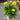 Coreopsis 'Early Sunrise' 1.5L (30cm) held in hand