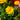 Coreopsis 'Early Sunrise' 1.5L (30cm) yellow flowers