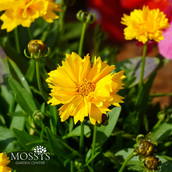 Coreopsis 'Early Sunrise' 1.5L (30cm) yellow flowers