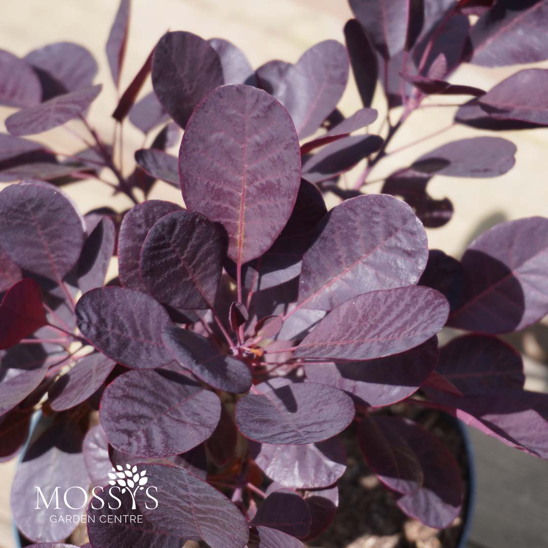 Cotinus 'Smoke Bush' (20cm) – Mossys Garden Centre