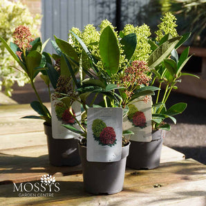Duo Skimmia Japonica (25cm)