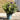 Twin Plant Variegated & Purple Hebes