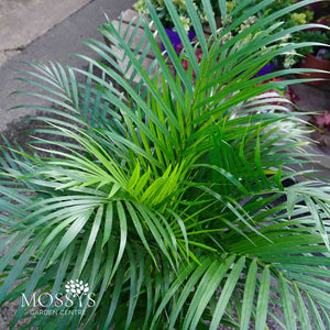 Areca Palm 'Dypsis Lutescens' (120cm)