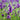 English Lavender Angustifolia 'Hidcote' close up of flowers