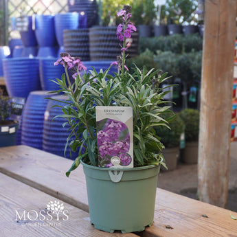 erysimum bowles mauve, everlasting wallflower 2l pot