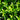 Euonymus Japonicus 'Green Spire' (25cm)