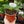 Load image into Gallery viewer, Courgette &#39;F1 Midnight&#39; (9cm Pot)
