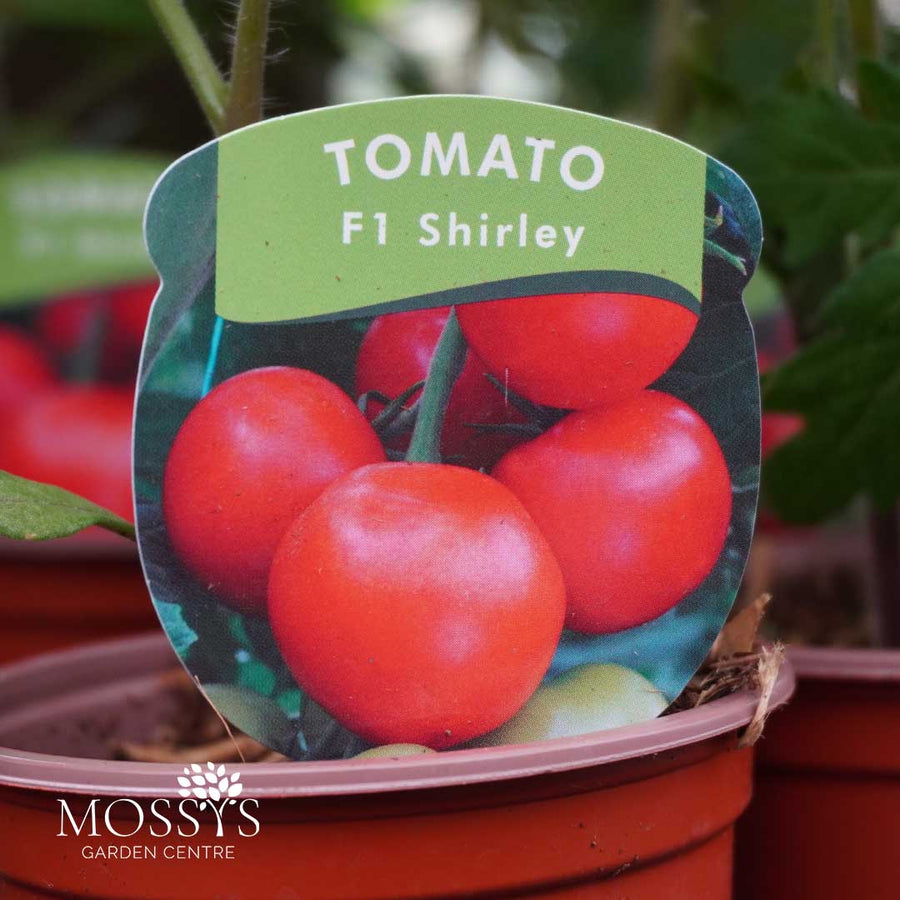 Tomato 'F1 Shirley' (9cm Pot)