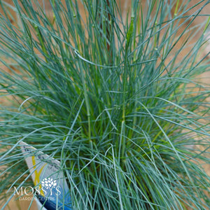 Festuca Glauca 'Blue Grass' (40cm)